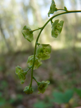 Petites fleurs à 5 pétales et 5 sépales regroupées en inflorescence de 10 à 20 individus de couleur vert-jaunâtre. Agrandir dans une nouvelle fenêtre (ou onglet)